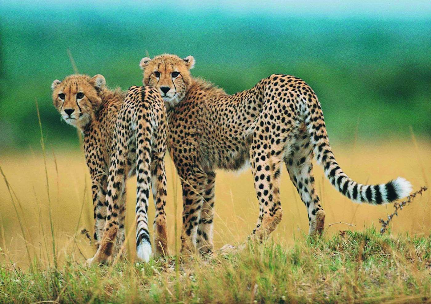 Serengeti